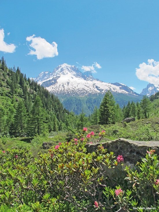 La montagne sous le soleil, entre neige et verdure luxuriante...