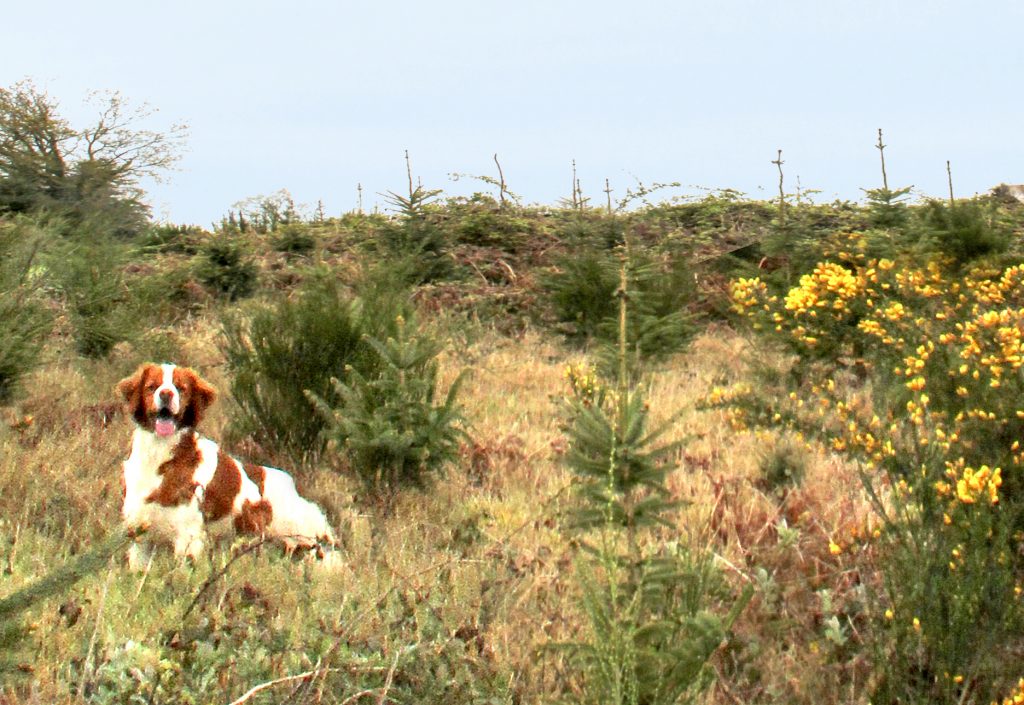 Un épagneul breton entre landes et bois...
 Intelligent et persévérant, ce "Breton" a conquis le cœur d'une multitude 
 de chasseurs – et de non-chasseurs – à travers le monde, grâce à ses grandes capacités : "un maximum de qualités dans un minimum de volume".